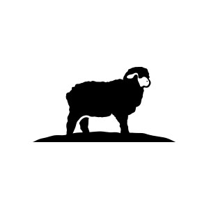 black, sheep, animal, farm, domestic, wool, lamb,